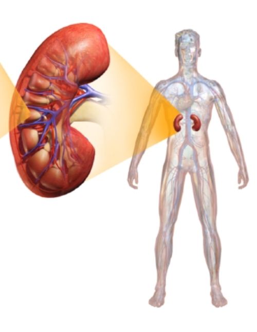 Ayurvedic treatment for urinary tract and kidney disorders